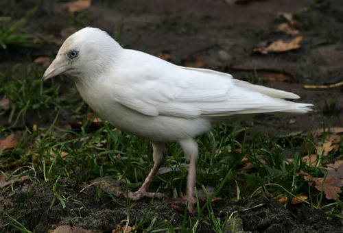 mercurieux:Albino Western Jackdaw (Corvus monedula)