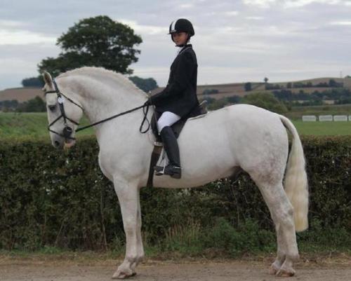 all-the-horses:Balinmore Irish Rebel Rebelara x Irish Charm Irish Draught, Stallion 16.2hh Born 20