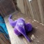 littlerat770