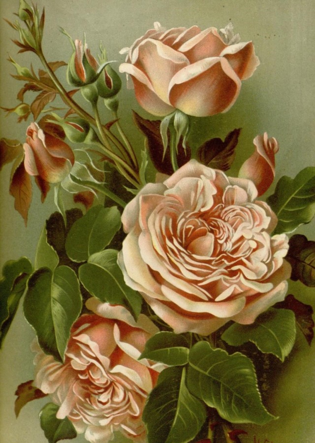 Close up of three peachy pink roses with lots of petals. The leaves surrounding the blooms are dark green with hints of light showing shininess on the leaves, and there are several buds. The background of the illustration is a mossy sage green.