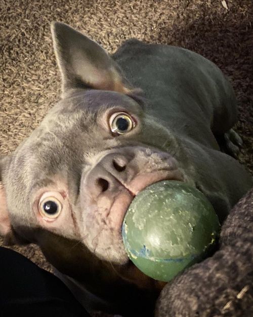 Every single morning!!!!! Love my son!!!! My green eyes baby gorilla 🦍 Get you one from @kingvvsbullyz  @kingvvsbullyz  @kingvvsbullyz  @kingvvsbullyz  @kingvvsbullyz  https://www.instagram.com/p/CFsPkxvAee4/?igshid=1x6su0f9db803