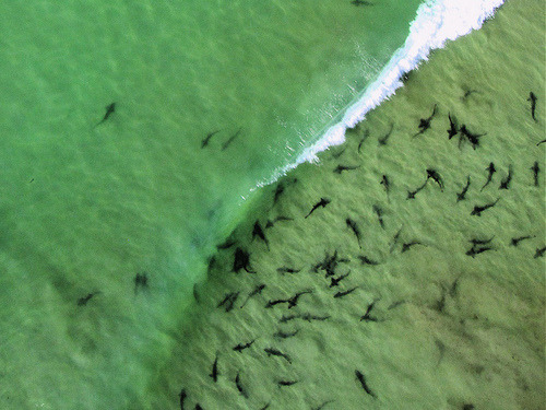 the-shark-blog:  Arial shot of leopard sharks in La Jolla [x][x] by Birch Aquarium