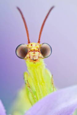 wtxch:Mantis Fly