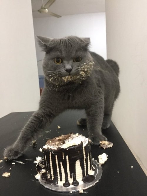 thessiansunfish: naamahdarling: catchymemes: For Caturday THE CAT WITH THE CAKE ASFGHJKDLGGKLDF THE 