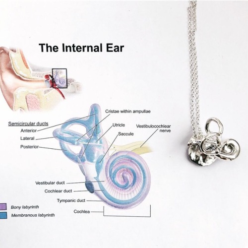 The internal ear anatomy necklace, can you find back all the detailed areas? https://ift.tt/2OcpTd8 