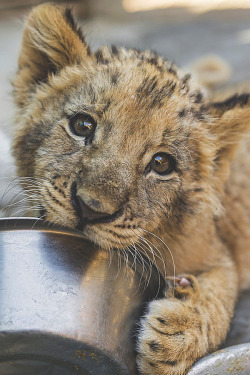 visualechoess:  Where is my food?! - by: Tambako The Jaguar