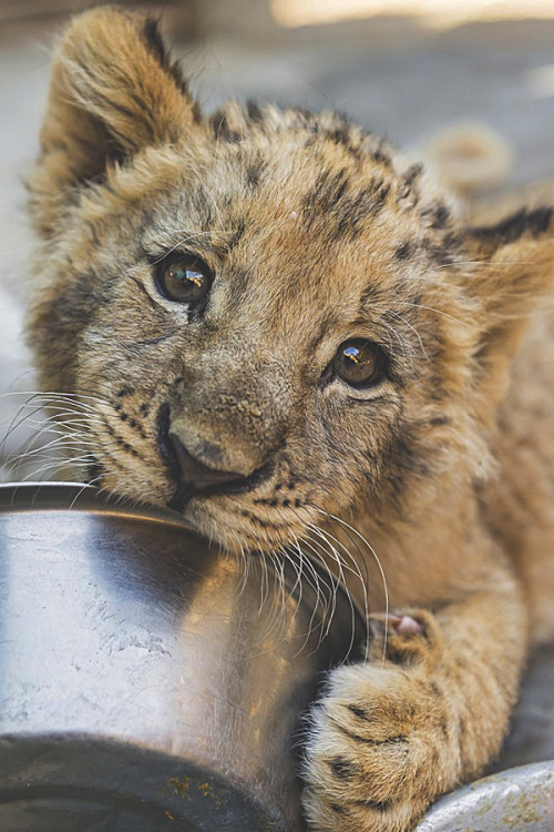 visualechoess:Where is my food?! - by: Tambako The Jaguar