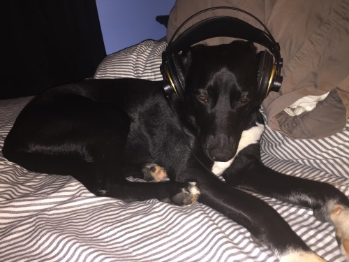 My dog listens to the soothing whale song before his slumber