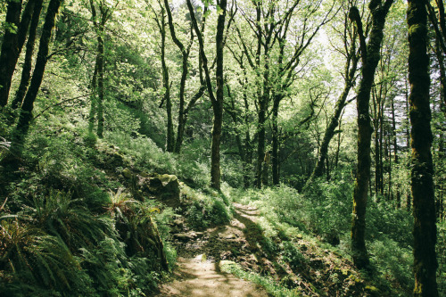 thenorthwestexplorer:  Sunlight on the Trail Location: Horsetail Falls Trail, Columbia River Gorge, OR Date: April 29th, 2014 