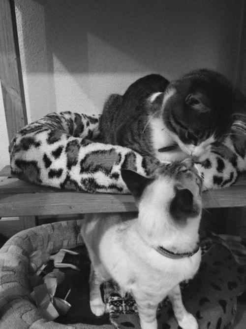 yhawn:  If you don’t reblog this extra romantic picture of my cats (they’re actually a couple) I’m judging- 