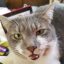 onlycatsthoughts