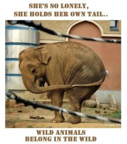 tank-grrl:  give-a-fuck-about-nature:  “When I look at animals held captive by circuses, I think of slavery. Animals in circuses represent the domination and oppression we have fought against for so long. They wear the same chains and shackles.” -