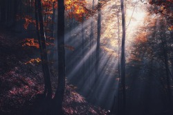 archae-heart-deactivated2021012:the haunted forest 