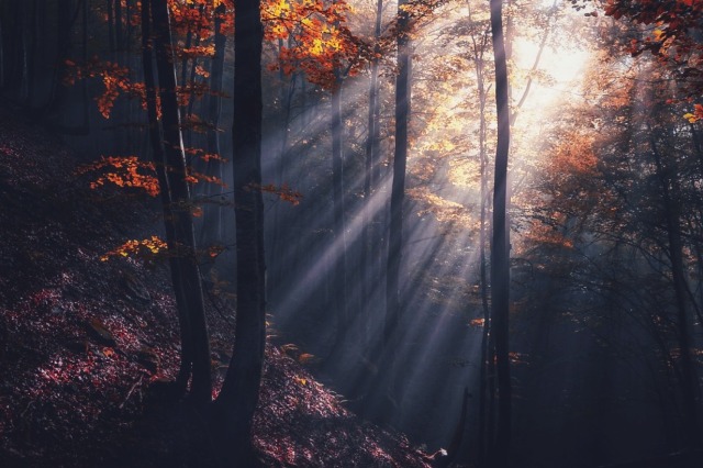archae-heart-deactivated2021012:the haunted forest 