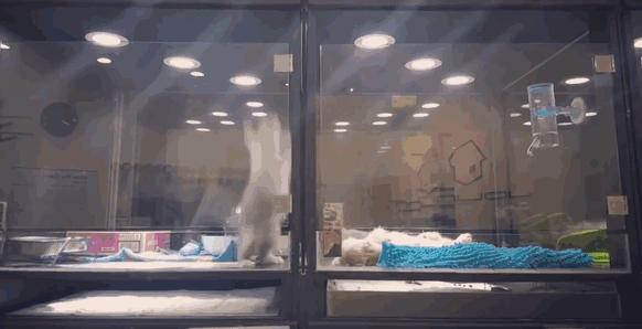 catwithbenefits:  blazepress:  Kitten Escapes Pet Store Display to Join Lonely Puppy