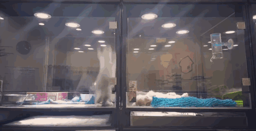 catwithbenefits:  blazepress:  Kitten Escapes Pet Store Display to Join Lonely Puppy   important