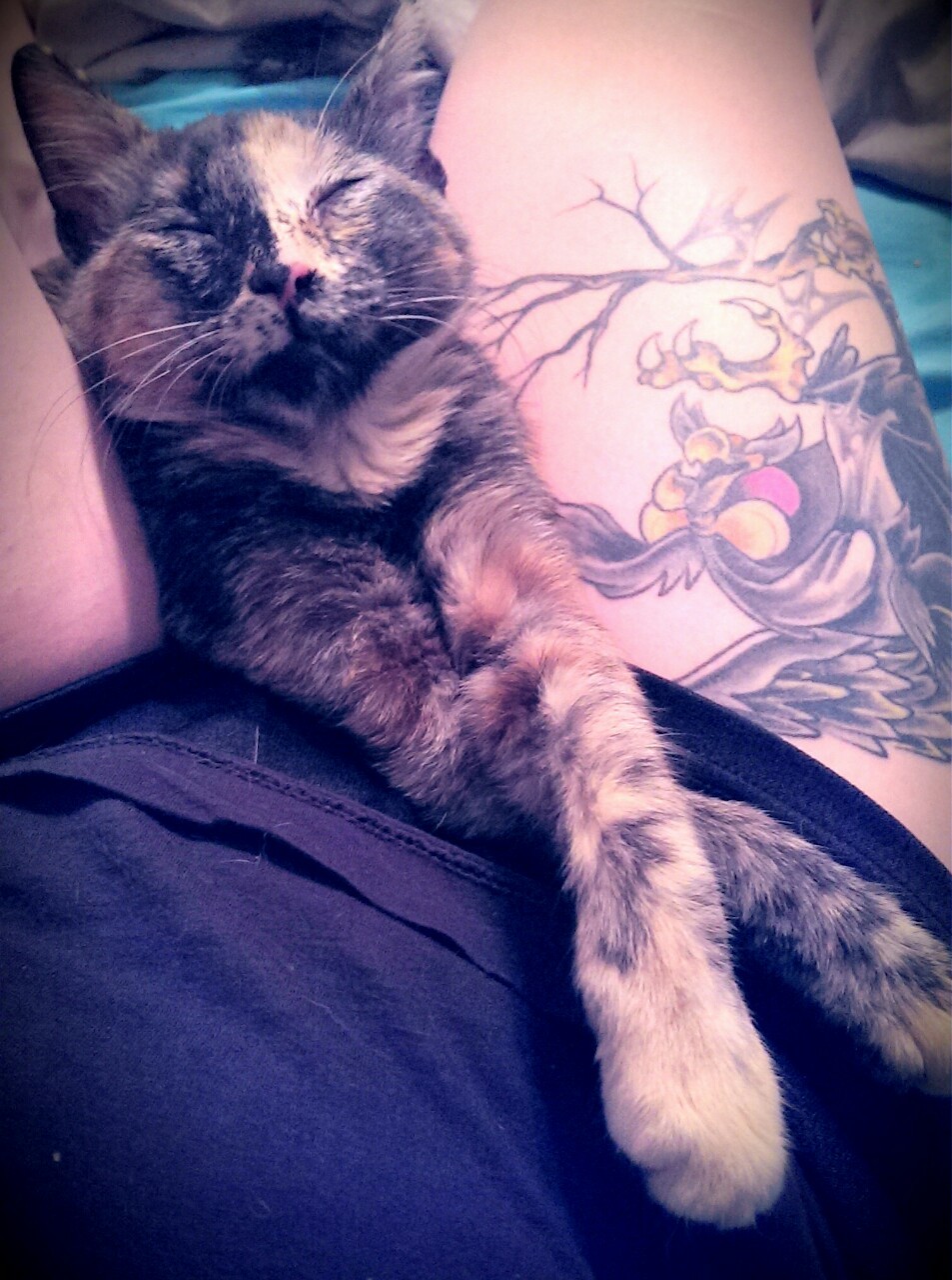 savvypussycat:  I have the most content kitten, ever. (Yes, that is the Great Owl