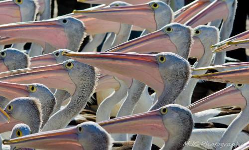 Porn Lost in a crowd (pelicans, Gold Coast, Australia) photos