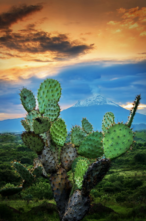 landscapelifescape:  Nopales and the Popocatepetl Volcano, Mexico Mexico Landscape by Carlos Rojas 