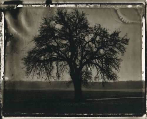 Sarah Moon, The Pear Tree, 1992