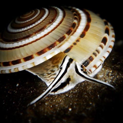 ainawgsd:    Architectonica perspectiva, common name the clear or perspective sundial shell, is a species of sea snail, a marine gastropod mollusk in the family Architectonicidae, which are known as the staircase shells or sundials.  The snail is common