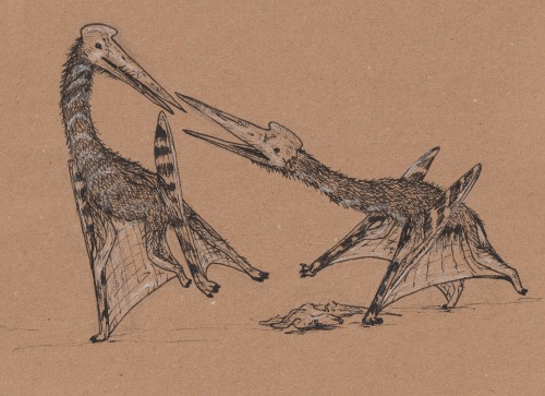 A drawing of two pterosaurs fighting over a piece of prey.