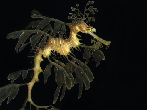 cheesewhizexpress:Leafy Sea Dragon