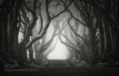 The Dark Hedges by carstenmeyerdierks