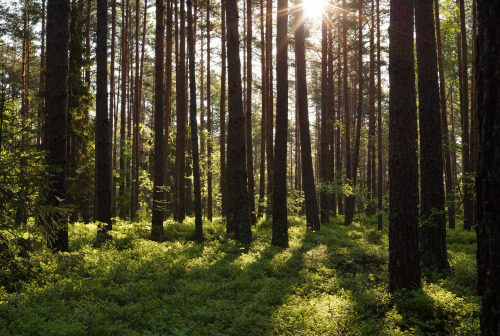 Spring in the pineforest.