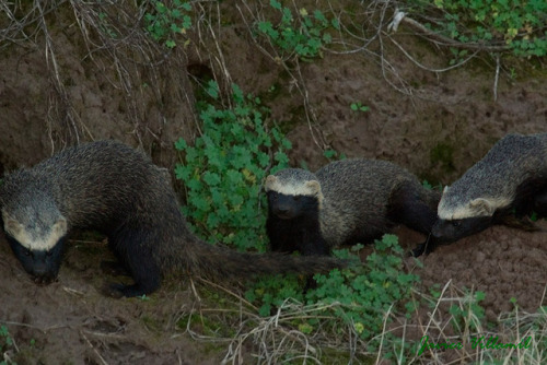 The Lesser Grison (Galictis Cuja) Is A Species Of Mustelid From South America. Lesser Grisons Have A
