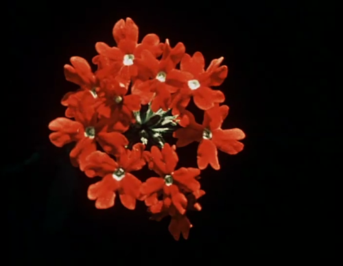 365filmsbyauroranocte:Sapovnela (Otar Iosseliani, 1959)