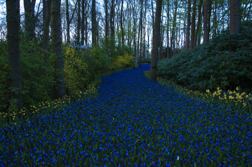 Day 6: Amersfoort & Keukenhof Gardens (Lisse, Netherlands)We left our AirBnB in Dinslaken and ma