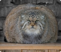 wickedgreensmile:  tairupanda:  derschneefiel:  The Pallas´s Cat, also called Manul, is a small wildcat living in the grasslands and steppe of central asia.It is named after the german naturalist Peter Simon Pallas, who first described the species in