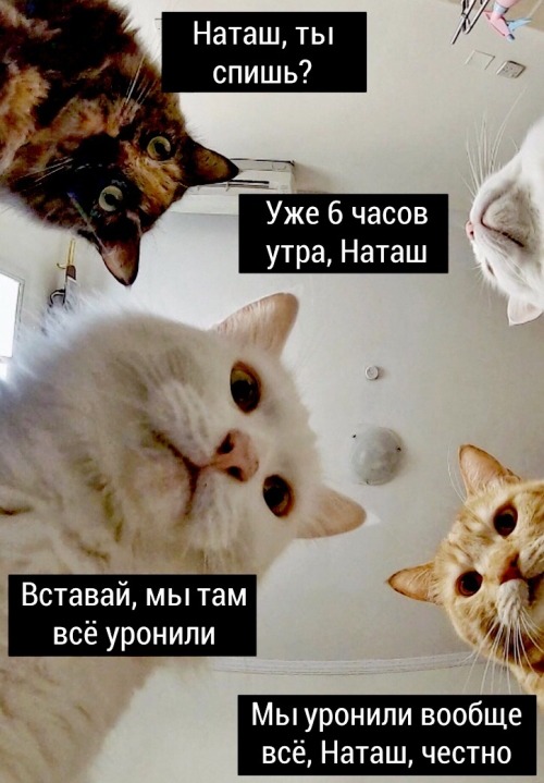 vetmedirl:

russian-and-soviet-cinema:

Natasha, are you asleep?It’s already 6 a.m., Natasha.Get up, we’ve knocked everything down over there.We’ve knocked down every thing, Natasha, this is not a joke.


Glad to see Cats being annoyingly impatient in the morning is a universal experience 