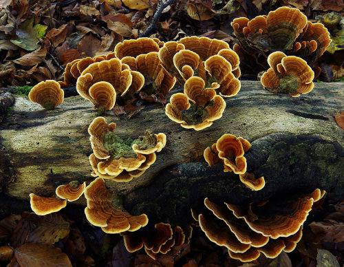 This is Stereum subtomentosum - the yellowing curtain crust. The green colouration in the center of 