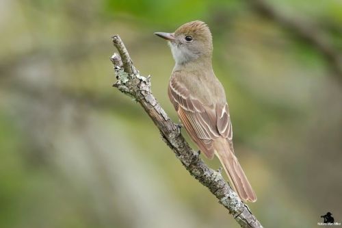 Great Crested Flycatcher  #birdphotography #bird_captures #raw_birds #massaudubon #best_birds_of_wor