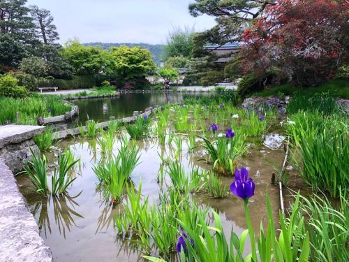 ＼おにわさん更新情報／ ‪[ 京都市右京区 ] 梅宮大社神苑 Umenomiya-taisha Shrine Garden, Kyoto の写真・記事を更新。 ーー檀林皇后ゆかりの神社に江戸時代に作庭