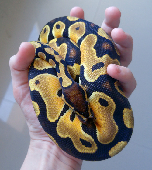 bee-menagerie:a fist fulla snake