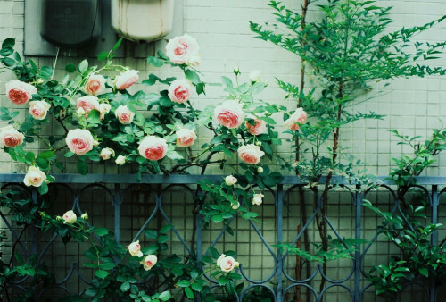 englishsnow:  by nijntjee 