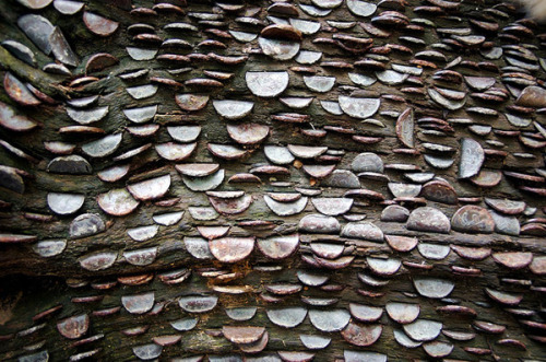 odditiesoflife:Mysterious Coin-Covered Wishing TreesThe strange phenomenon of gnarled old trees with