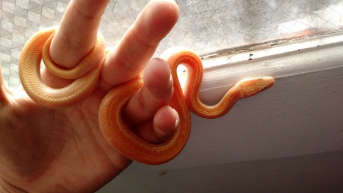 cloudiiedays:Jasper, albino Cape house snake.