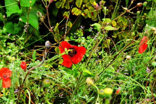 poppies