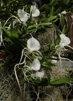 orchid-a-day: Angraecum germinyanum Syn.: