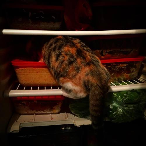 Je vous présente Pardeur, mon #chat Qui est chapardeur !#voleur #frigo #lol #vannes #mdr #xptdr #in