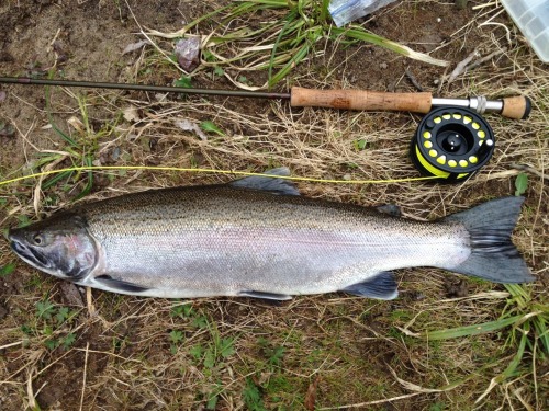 pannemannamanaman:Largest steelhead I’ve caught yet. Went home with me.Very nice!!