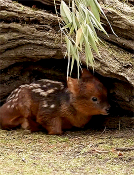Newborn Pudu Fawn Named Petal Via The San Diego Zoo