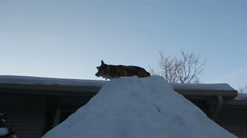 corgidogsorg:  Not sure how safe this is, but it looks like the Corgi is enjoying it a lot.