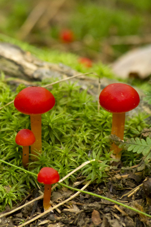 venus-luna: blooms-and-shrooms: Red mushrooms by Cheryl Rose ☽☯☾