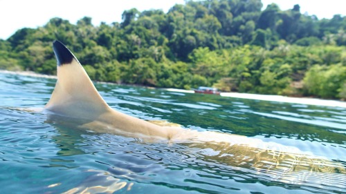 coleopterist: Blacktip Reef Shark (Carcharhinus melanopterus)Photos taken by Connor Butler - Tioman 