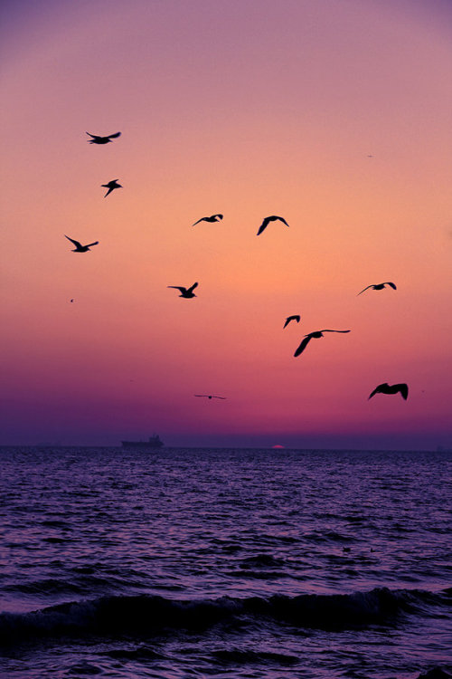 eqiunox:  Birds by *MustafaSEZER 